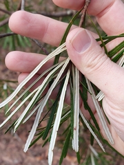 Banksia cunninghamii