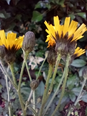 Hieracium sabaudum