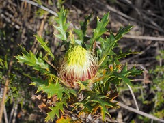 Banksia armata