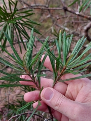 Banksia cunninghamii