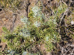 Hakea lehmanniana