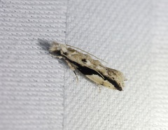 Erechthias atririvis