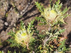 Banksia armata
