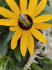 Apis mellifera