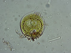 Phacus circulatus