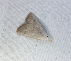 Meganola brunellus