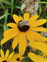 Apis mellifera