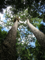 Agathis microstachya