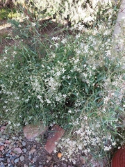 Clematis songorica