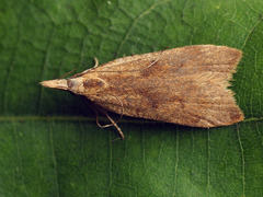 Dichomeris derasella