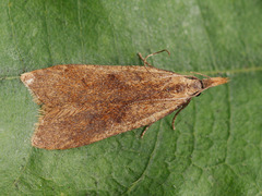 Dichomeris derasella