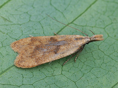 Dichomeris derasella