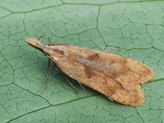 Dichomeris derasella