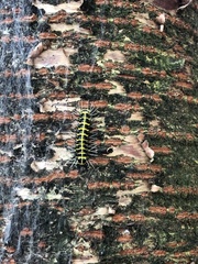 Achelura yunnanensis