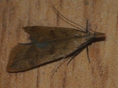 Dichomeris derasella