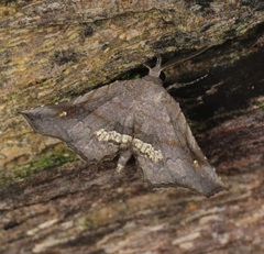 Throana pectinifer
