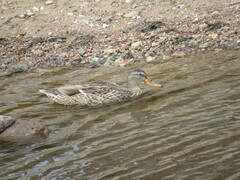Anas platyrhynchos