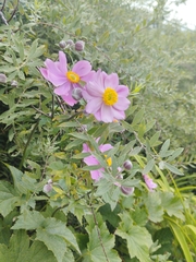 Magnoliopsida