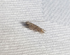 Metharmostis multilineata