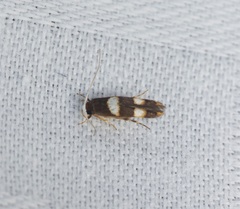 Stathmopoda paradiplaspis