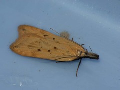 Dichomeris limosellus