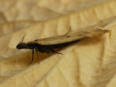 Dichomeris limosellus