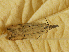 Dichomeris limosellus