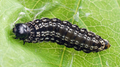 Dichomeris limosellus