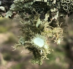 Usnea scabrida