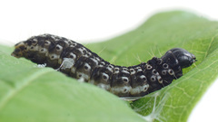 Dichomeris limosellus