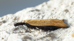 Dichomeris limosellus