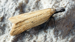 Dichomeris limosellus