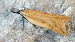 Dichomeris limosellus