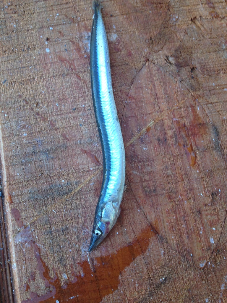 American sand lance