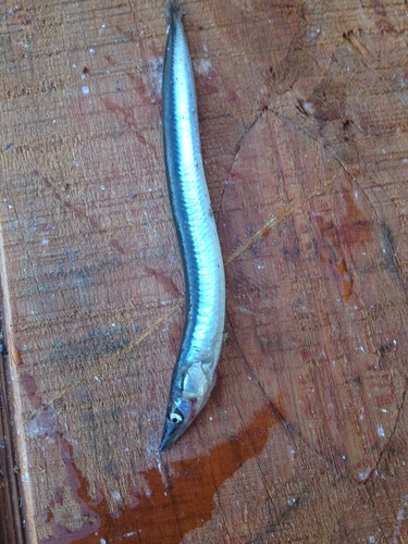 Ammodytes americanus