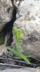 Pterostylis flavovirens