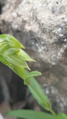 Pterostylis flavovirens