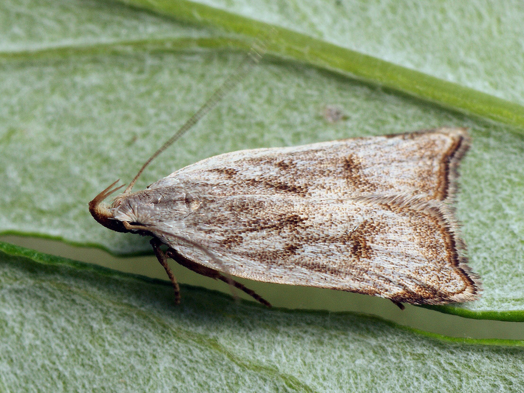 Dichomeris rasilella