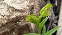 Pterostylis flavovirens