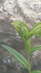 Pterostylis flavovirens