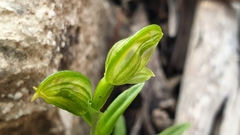 Pterostylis flavovirens