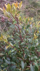 Tristaniopsis collina