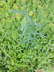 Lactuca serriola
