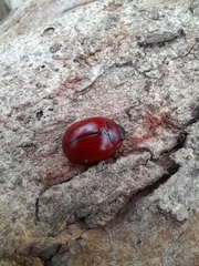 Paropsisterna rufobrunnea