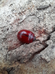 Paropsisterna rufobrunnea