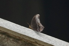 Coelites epiminthia