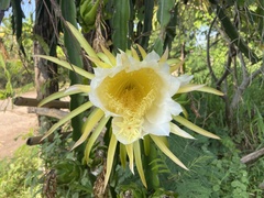 Selenicereus undatus