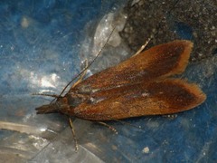 Dichomeris ustalella