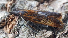Dichomeris ustalella