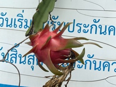 Selenicereus undatus